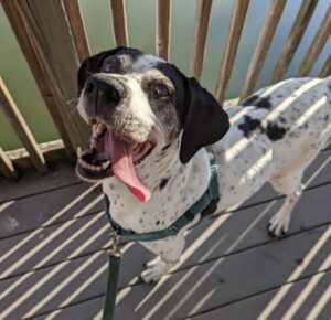 a black and white english pointer