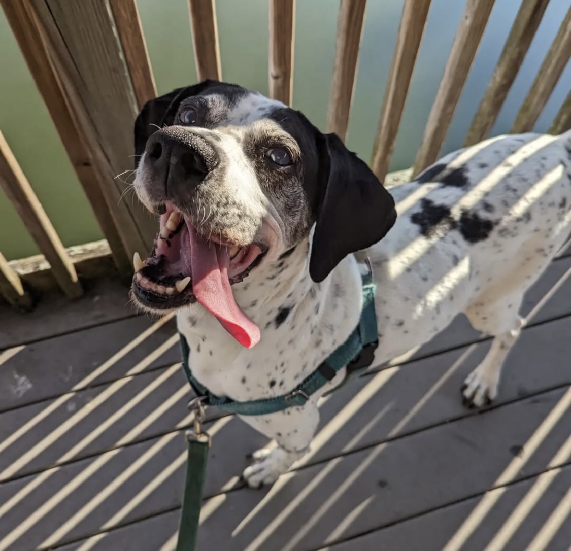 a black and white english pointer
