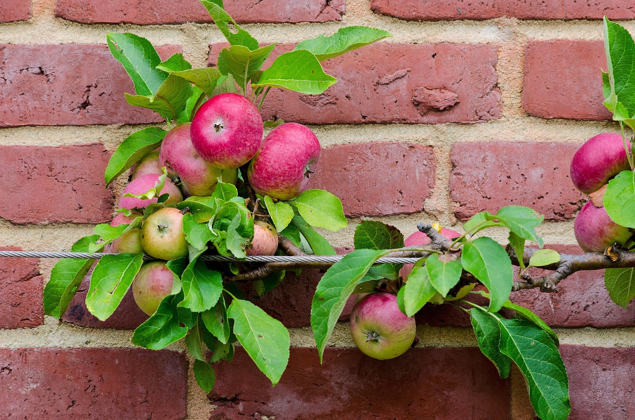 apple, espalier fruit, fruit, nature, cultivation, food, healthy, garden, plant, vitamins, ripe, harvest, leaves