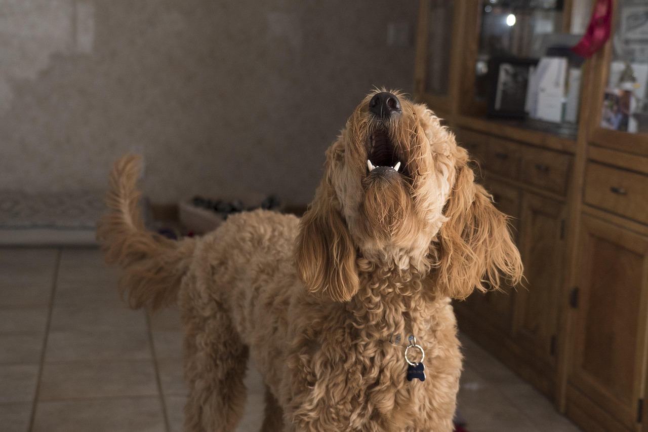 doodle barking, dog, pet, woof, animal, brown dog