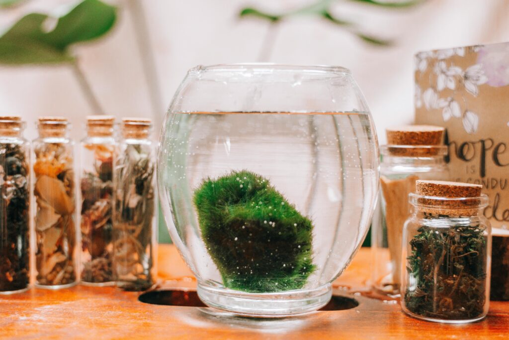 Decorative marimo moss ball in water with surrounding cork-topped glass jars on display.