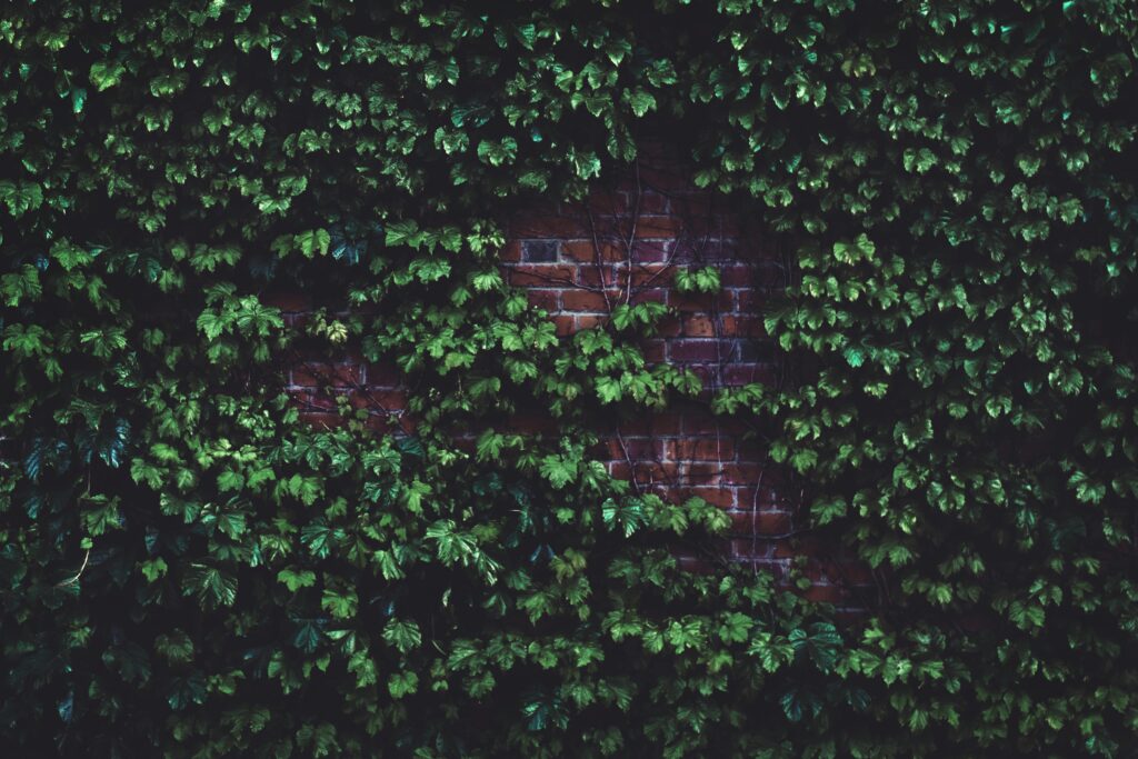 A lush green ivy plant covering an old red brick wall, creating a natural texture.