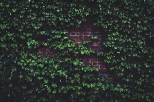 A lush green ivy plant covering an old red brick wall, creating a natural texture.