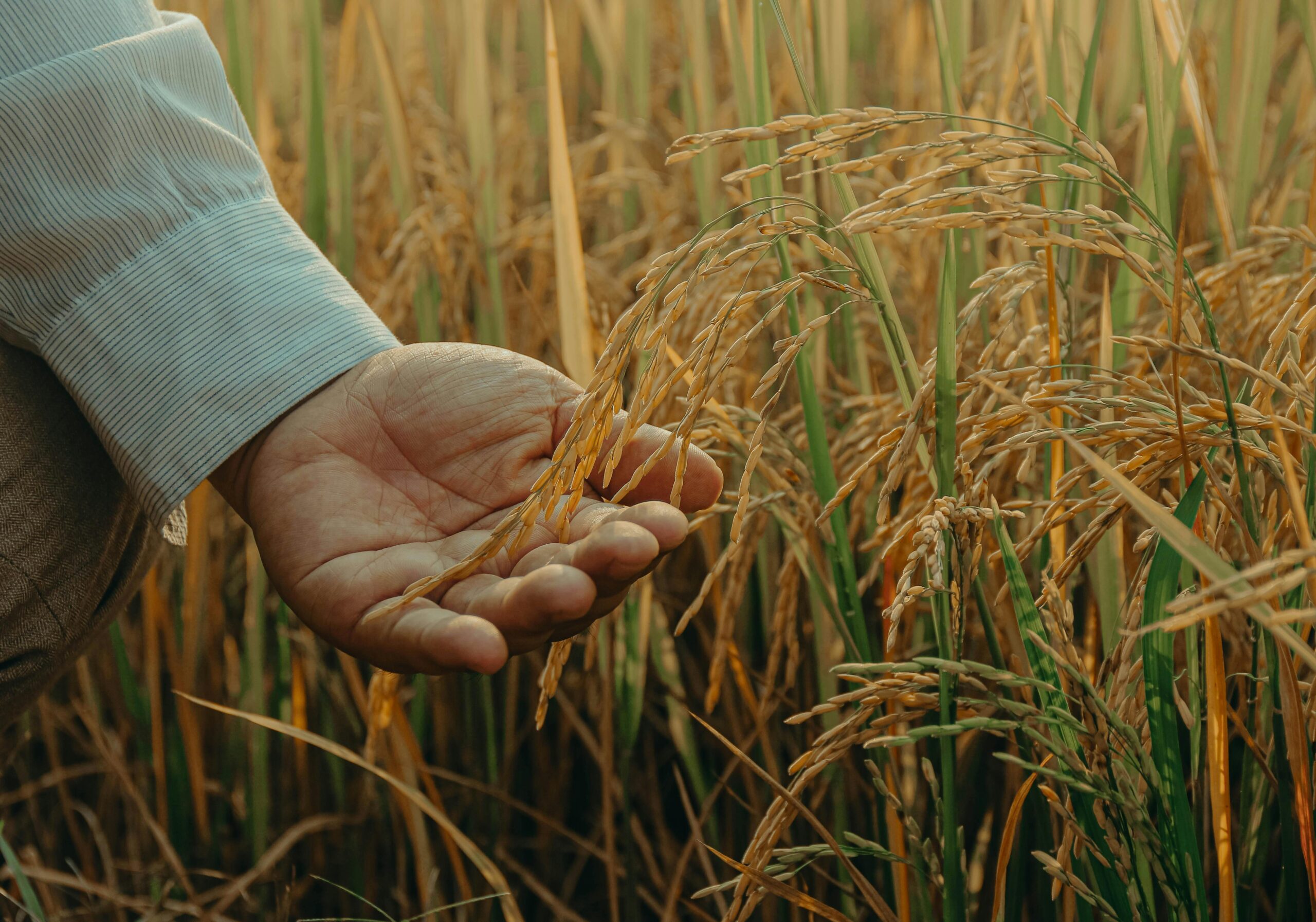Close-up of a farmer's hand holding ripe rice amidst golden fields, symbolizing harvest season and agriculture.