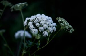 Close-up of white cow parsley flowers against a dark background, evoking a tranquil garden atmosphere.