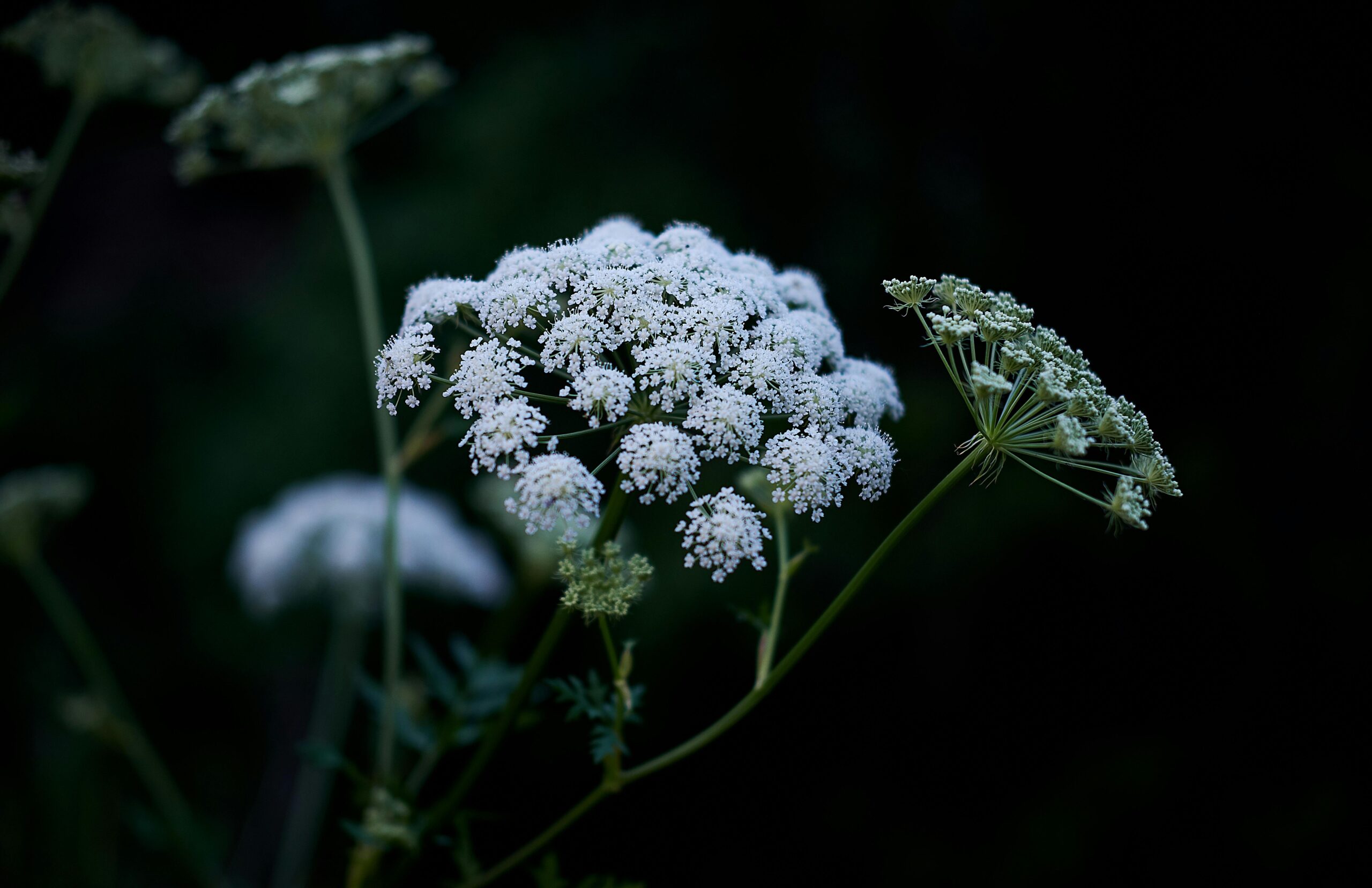 Close-up of white cow parsley flowers against a dark background, evoking a tranquil garden atmosphere.