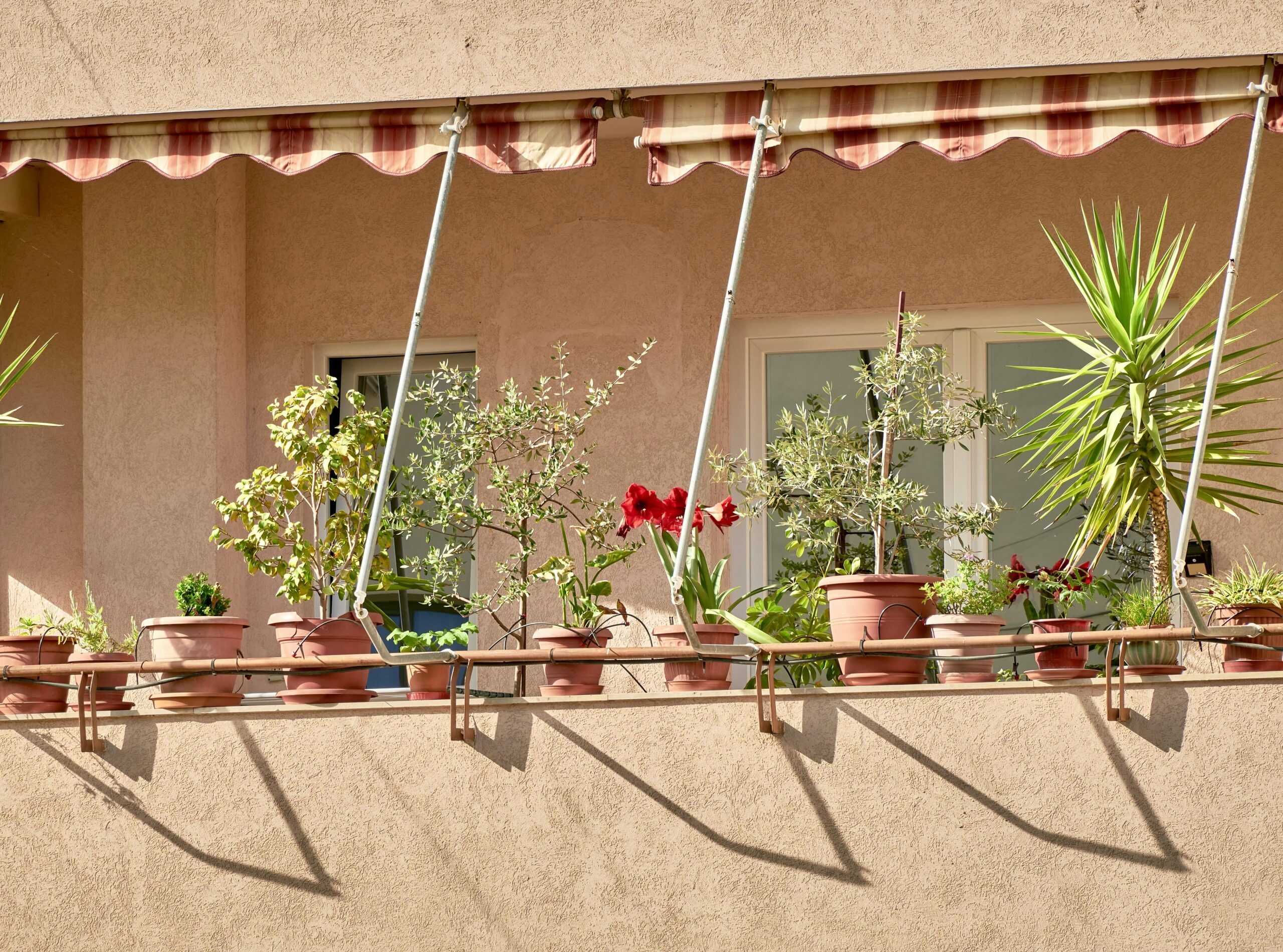 Charming Tirana balcony adorned with diverse potted plants, creating a vibrant outdoor space.