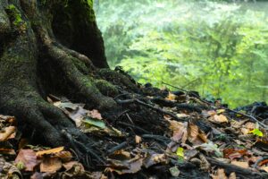 A close-up view of a mossy tree root surrounded by dry leaves in a tranquil forest.