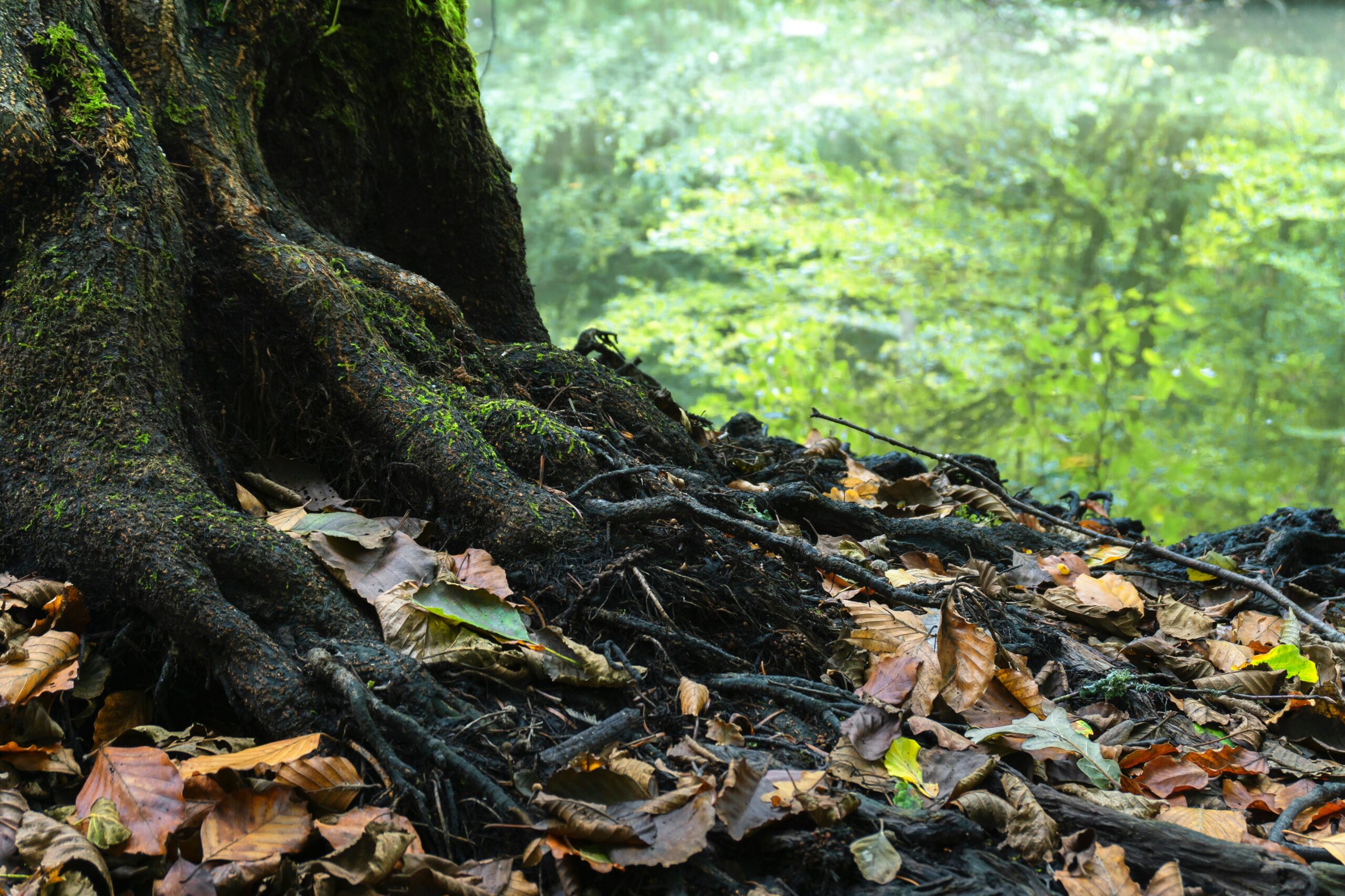 A close-up view of a mossy tree root surrounded by dry leaves in a tranquil forest.