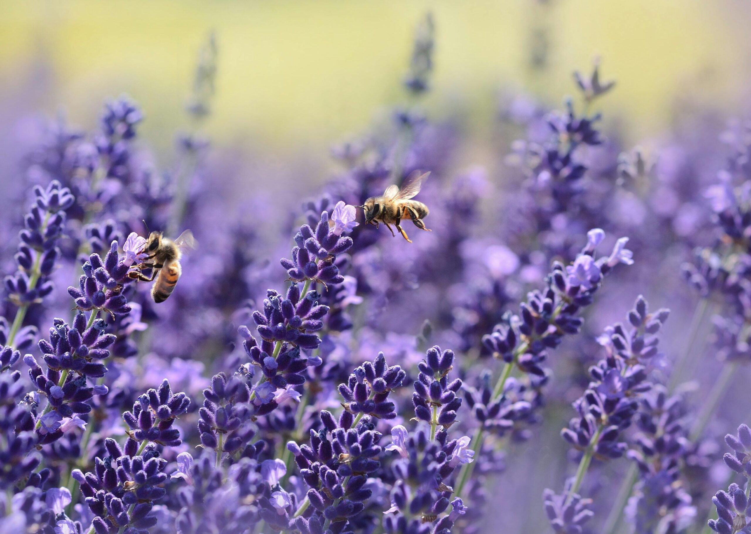 Close-up photo of bees pollinating lavender flowers in a vibrant field.