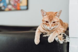 A ginger cat relaxing on a damaged leather sofa indoors, showcasing a serene domestic moment.