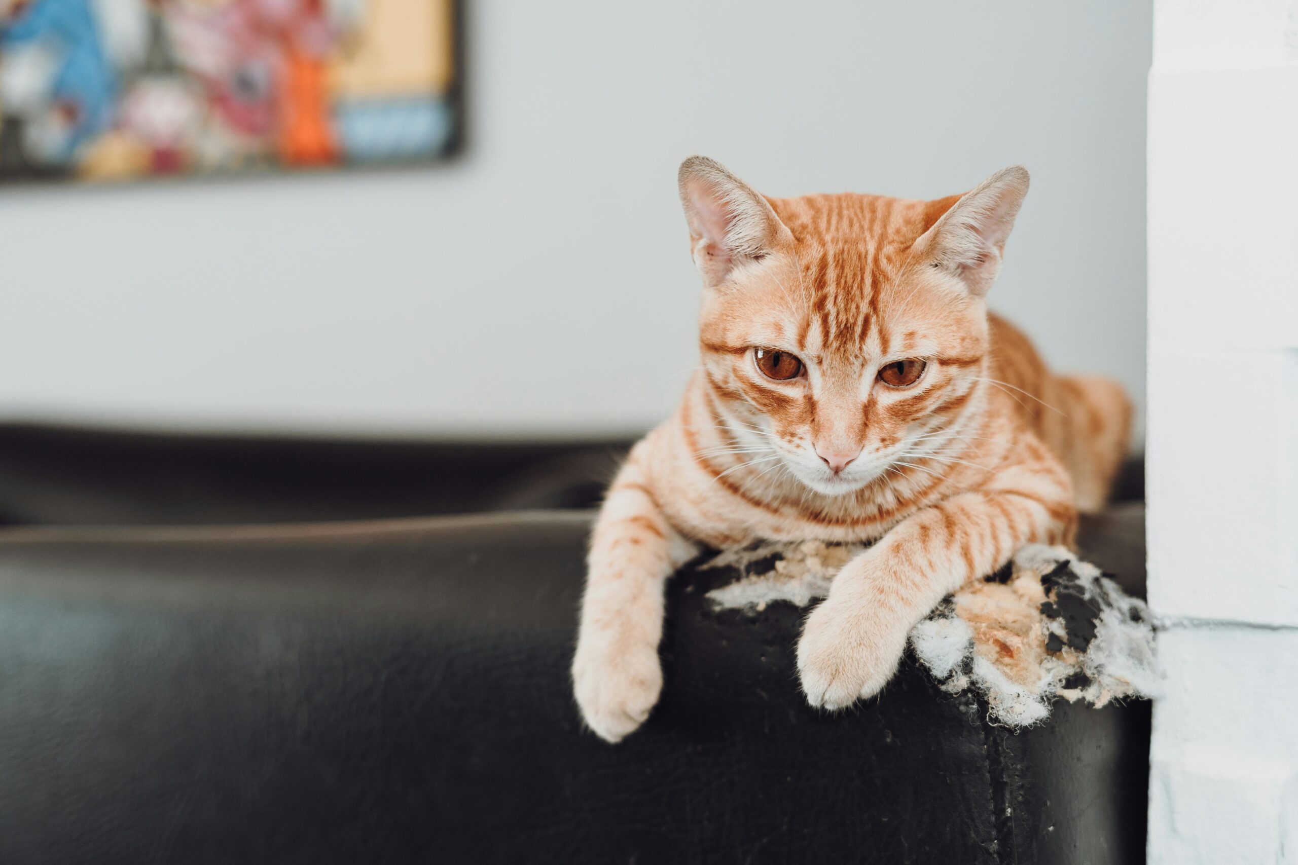 A ginger cat relaxing on a damaged leather sofa indoors, showcasing a serene domestic moment.