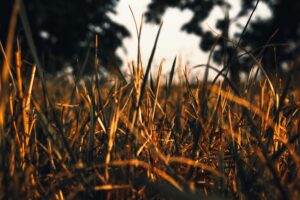 Sunny close-up of dry golden grass with trees in the background, Săcueni, Romania.