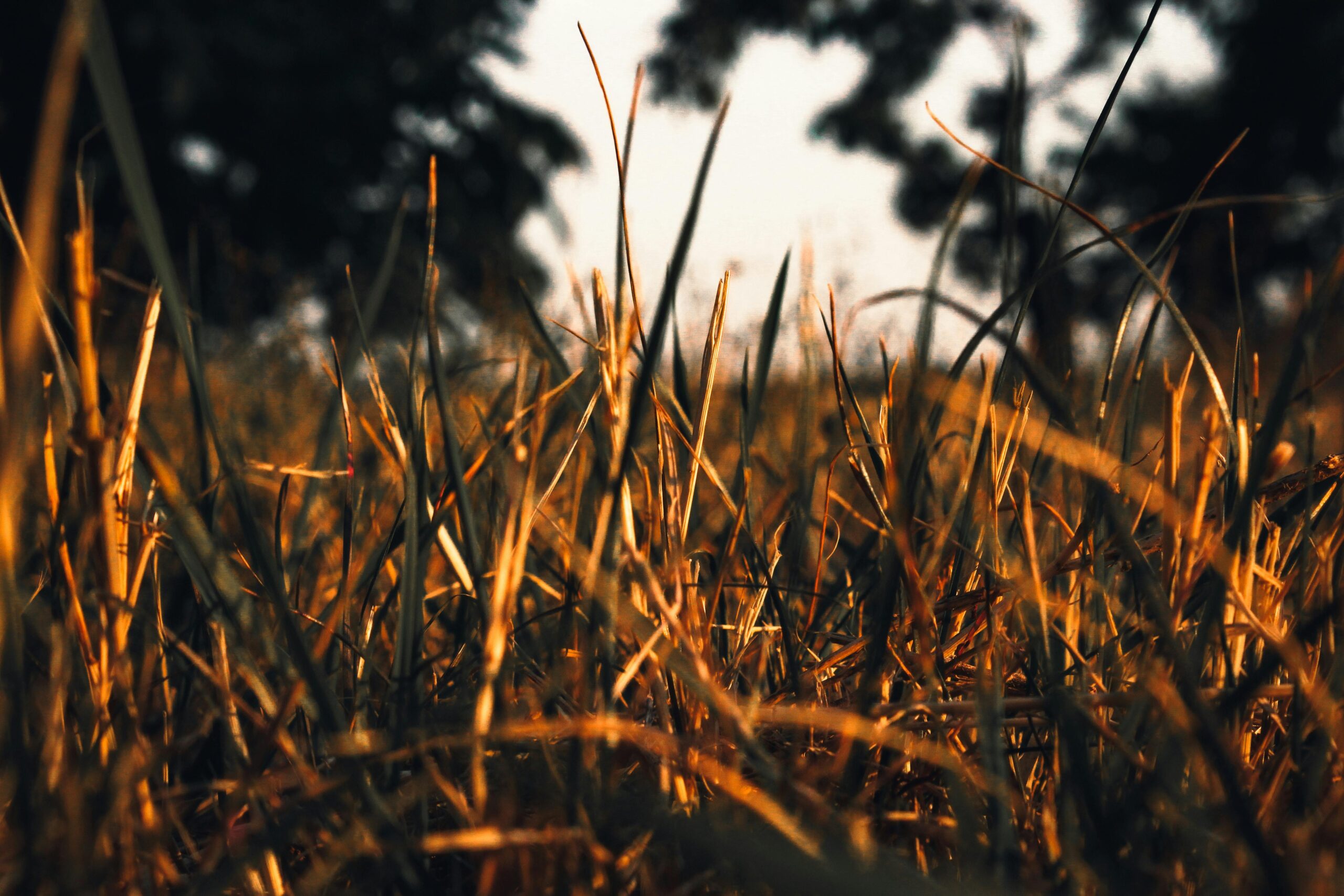 Sunny close-up of dry golden grass with trees in the background, Săcueni, Romania.
