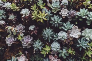 A diverse collection of vibrant succulents showcasing natural beauty and texture.
