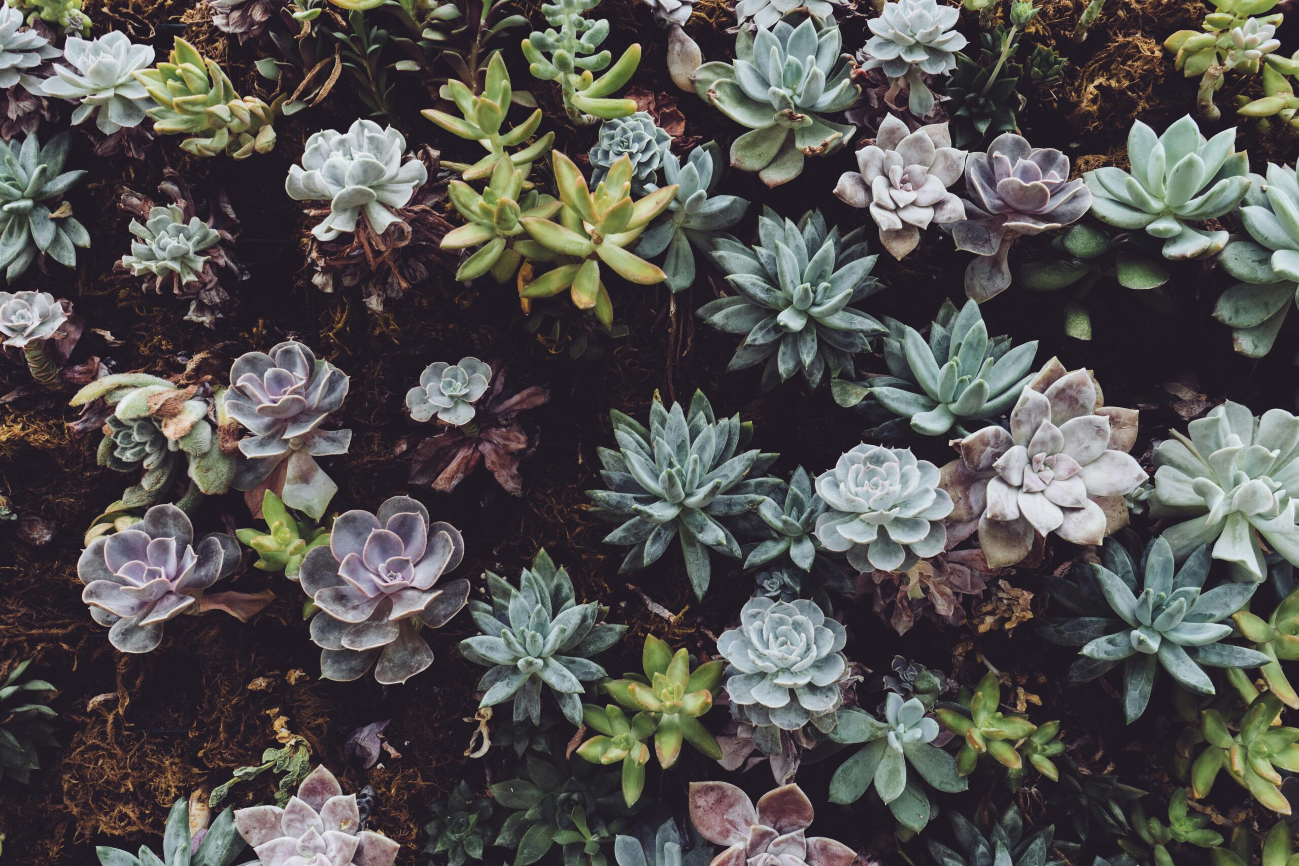 A diverse collection of vibrant succulents showcasing natural beauty and texture.