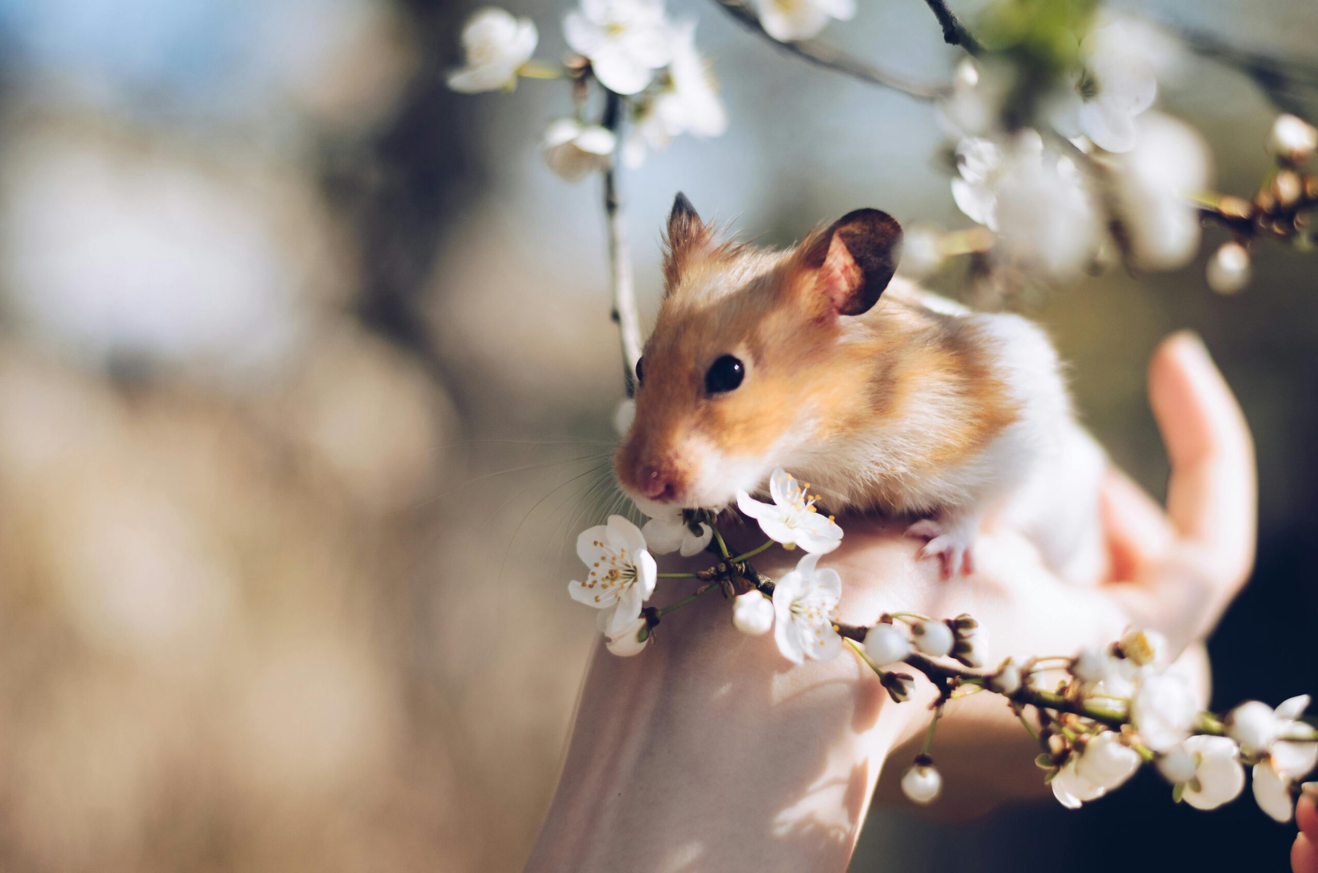 Adorable hamster perched on a hand surrounded by spring blossoms, capturing the essence of nature's charm.