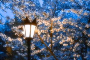 A peaceful evening scene of cherry blossoms gently lit by an old street lamp.