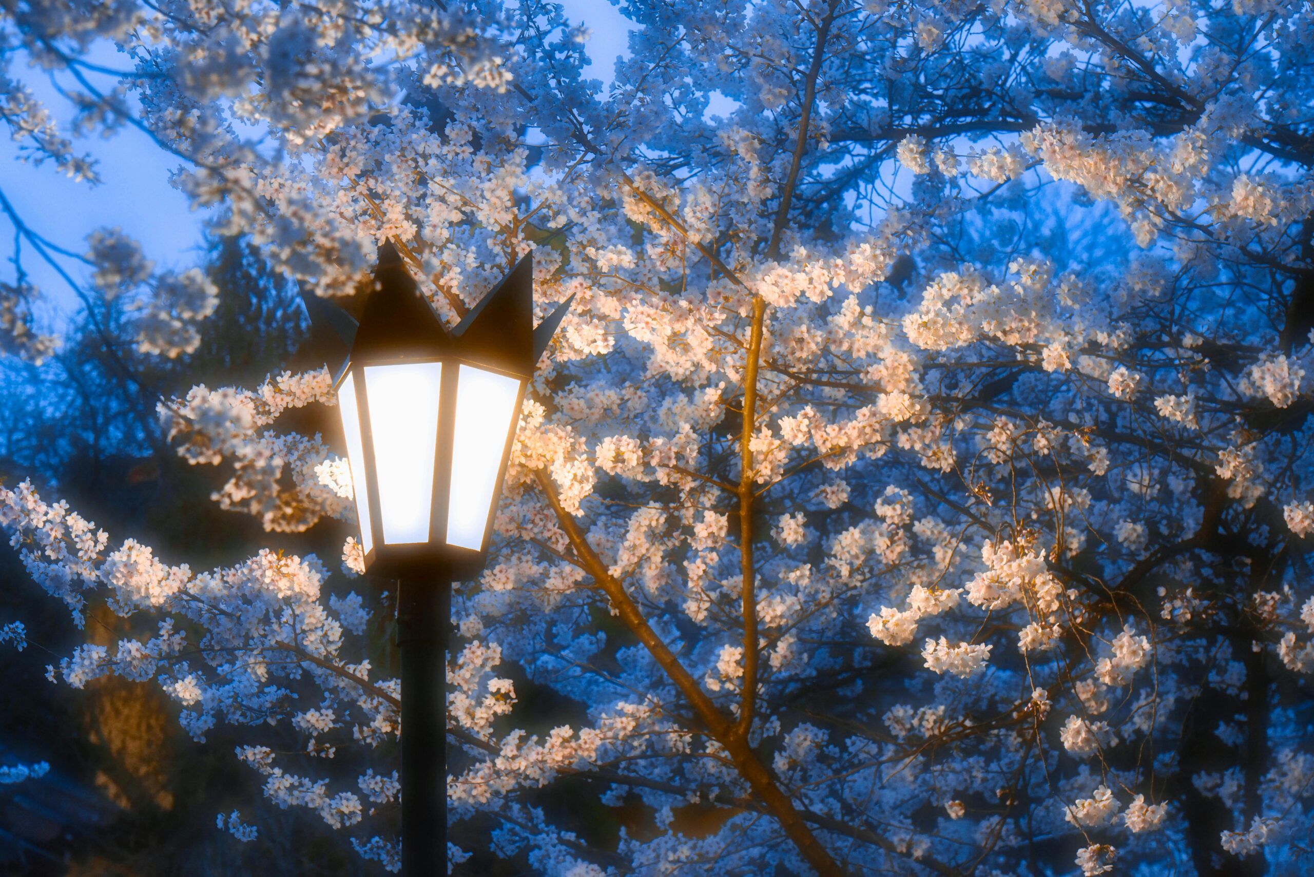 A peaceful evening scene of cherry blossoms gently lit by an old street lamp.
