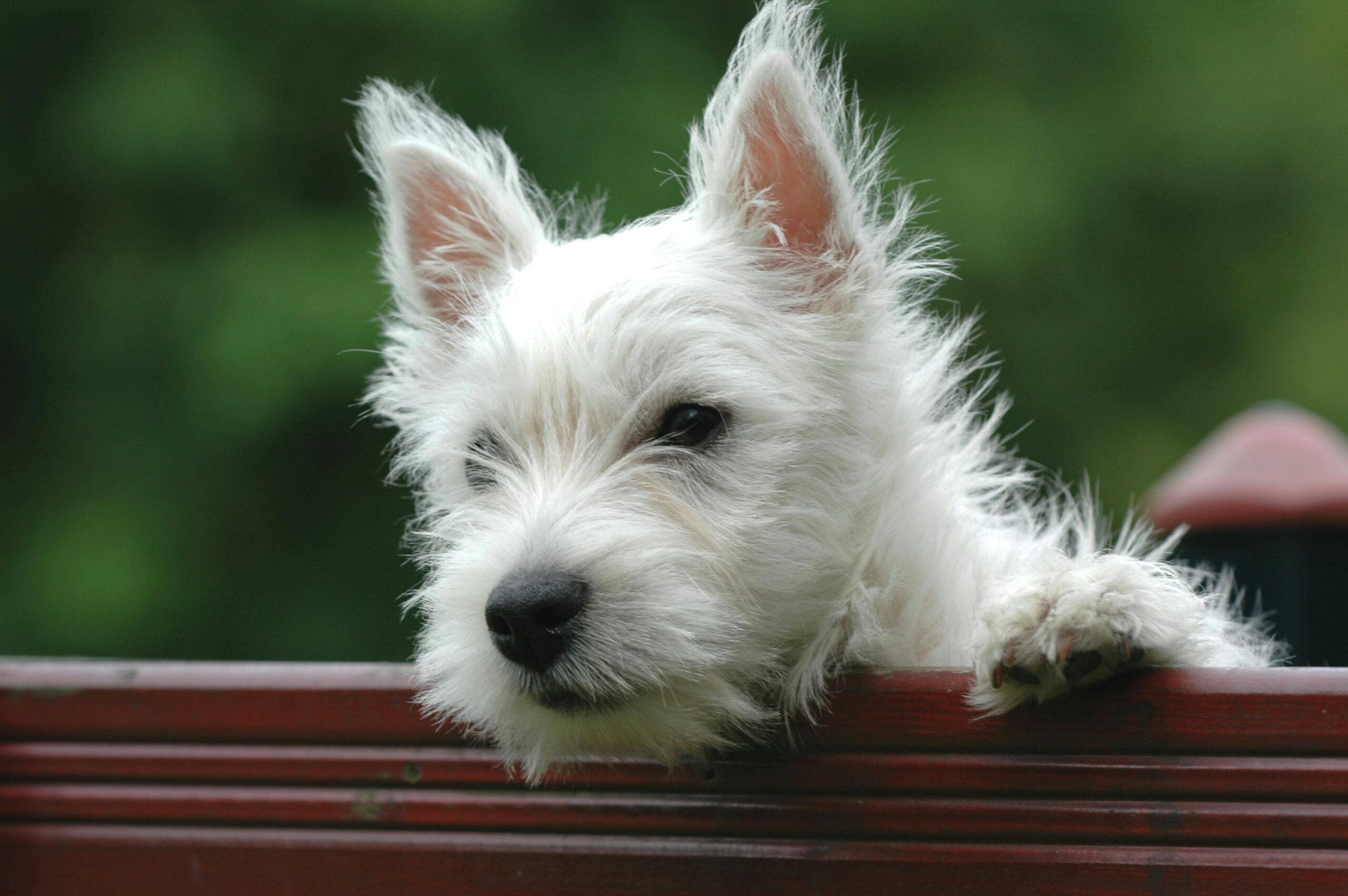 Charming West Highland White Terrier puppy looking over a fence in Brugge, Belgium.