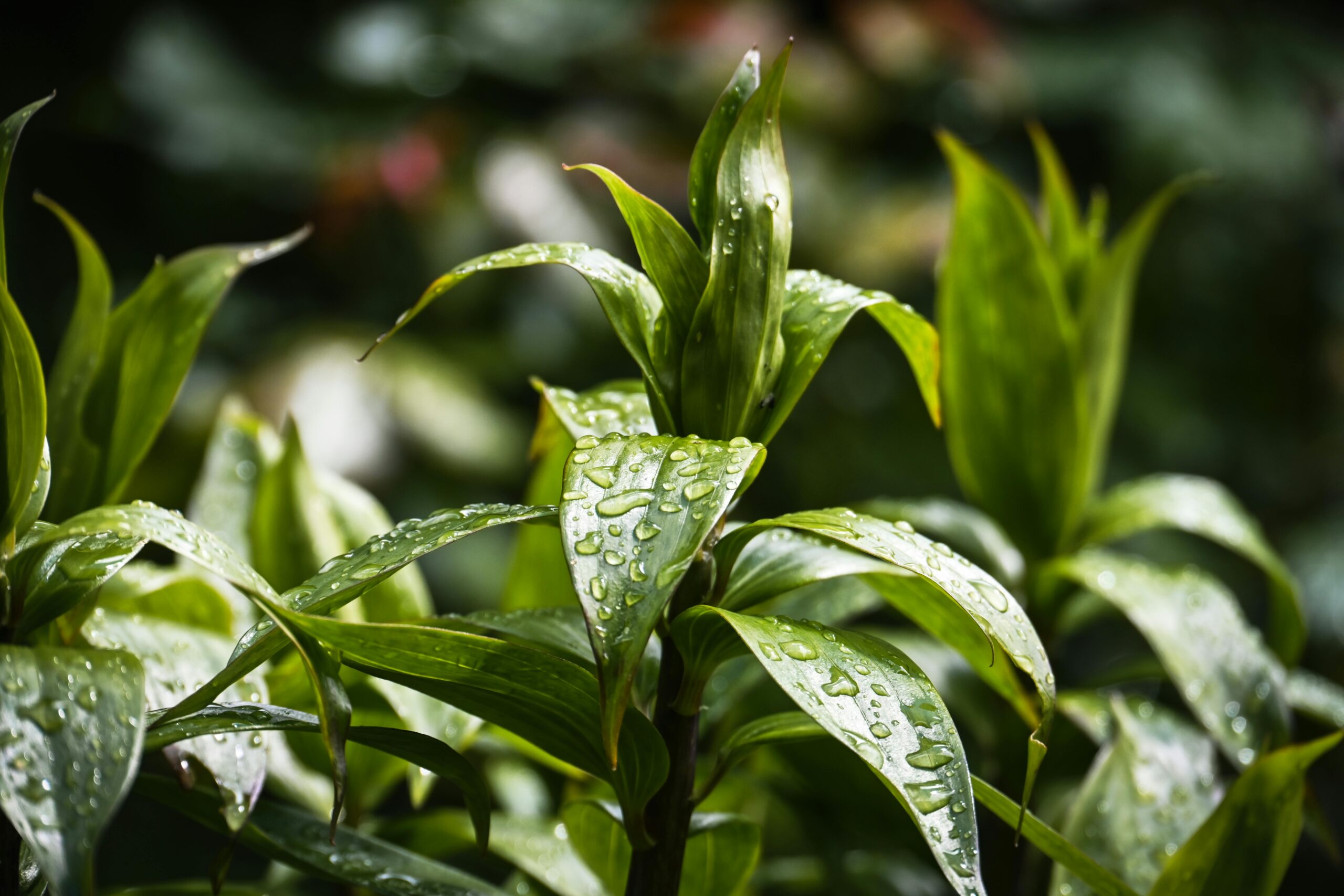 Fresh green leaves with rain droplets captured up close, showcasing natural beauty and tranquility.