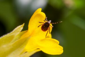 A detailed shot of a castor bean tick on a bright yellow flower, highlighting nature's intricacy.
