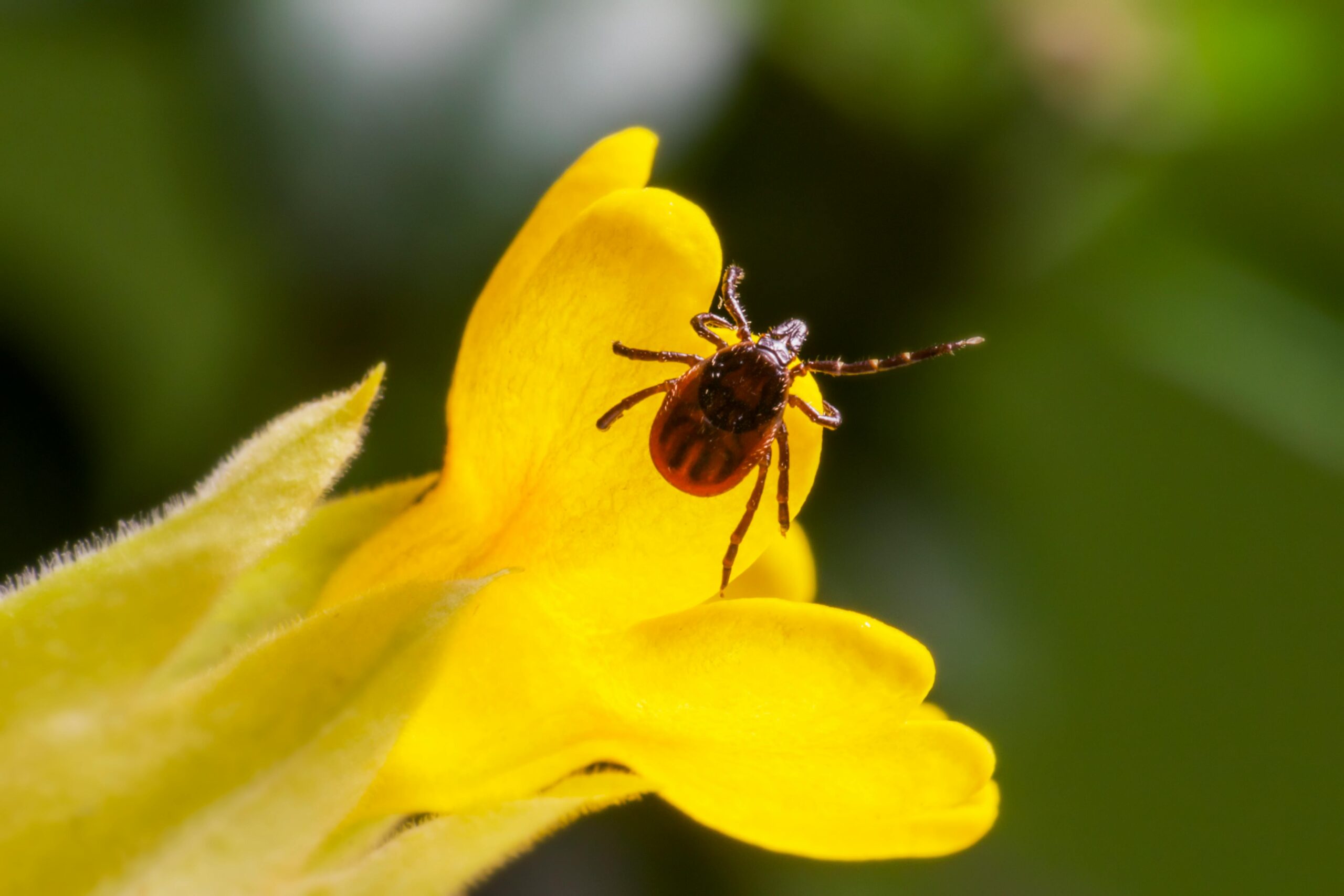 A detailed shot of a castor bean tick on a bright yellow flower, highlighting nature's intricacy.