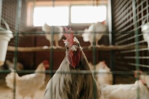A rooster standing inside a chicken coop with other chickens in the background.