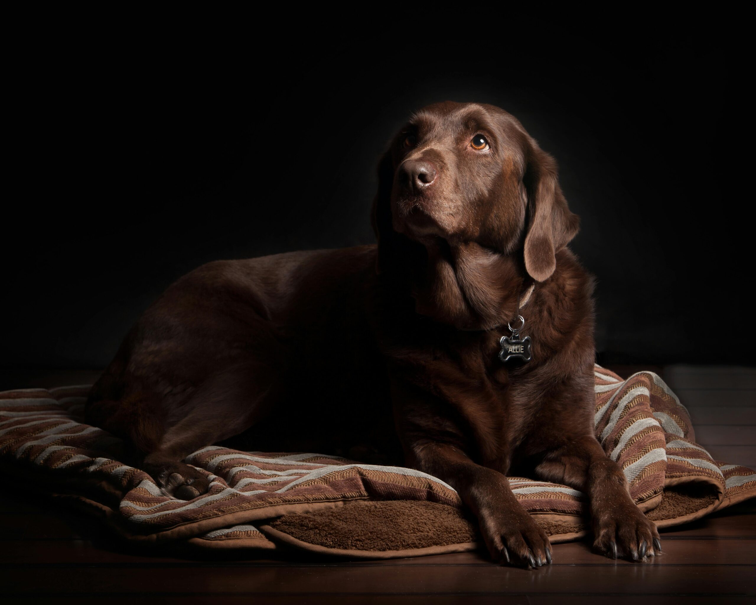 A chocolate Labrador dog lounging on a cozy rug with a dark background.
