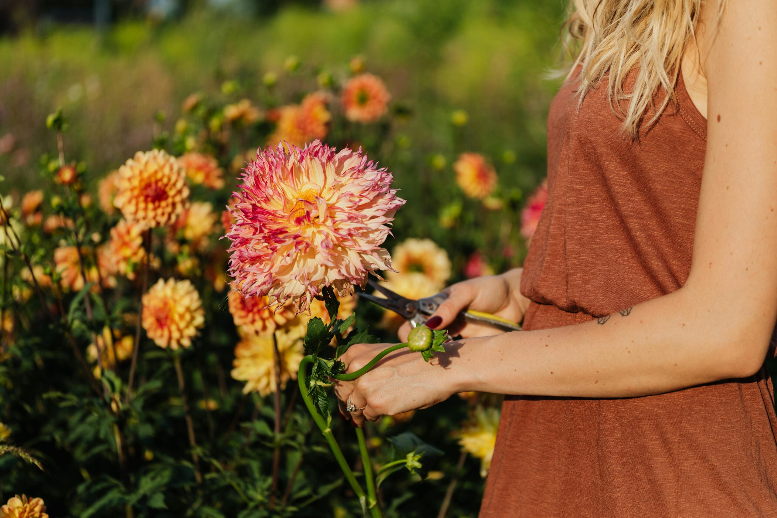 Woman trimming vibrant dahlias in a sunny garden, showcasing gardening beauty.
