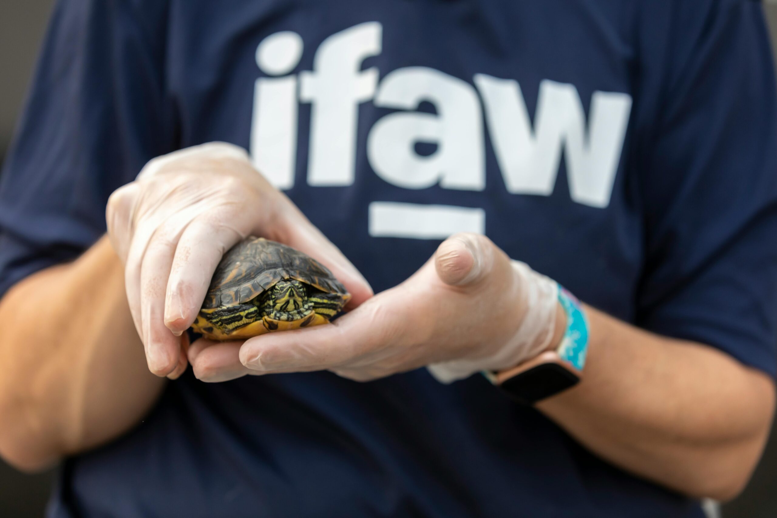 Close-up of a veterinarian holding a turtle at a rescue center, showcasing care and wildlife protection.