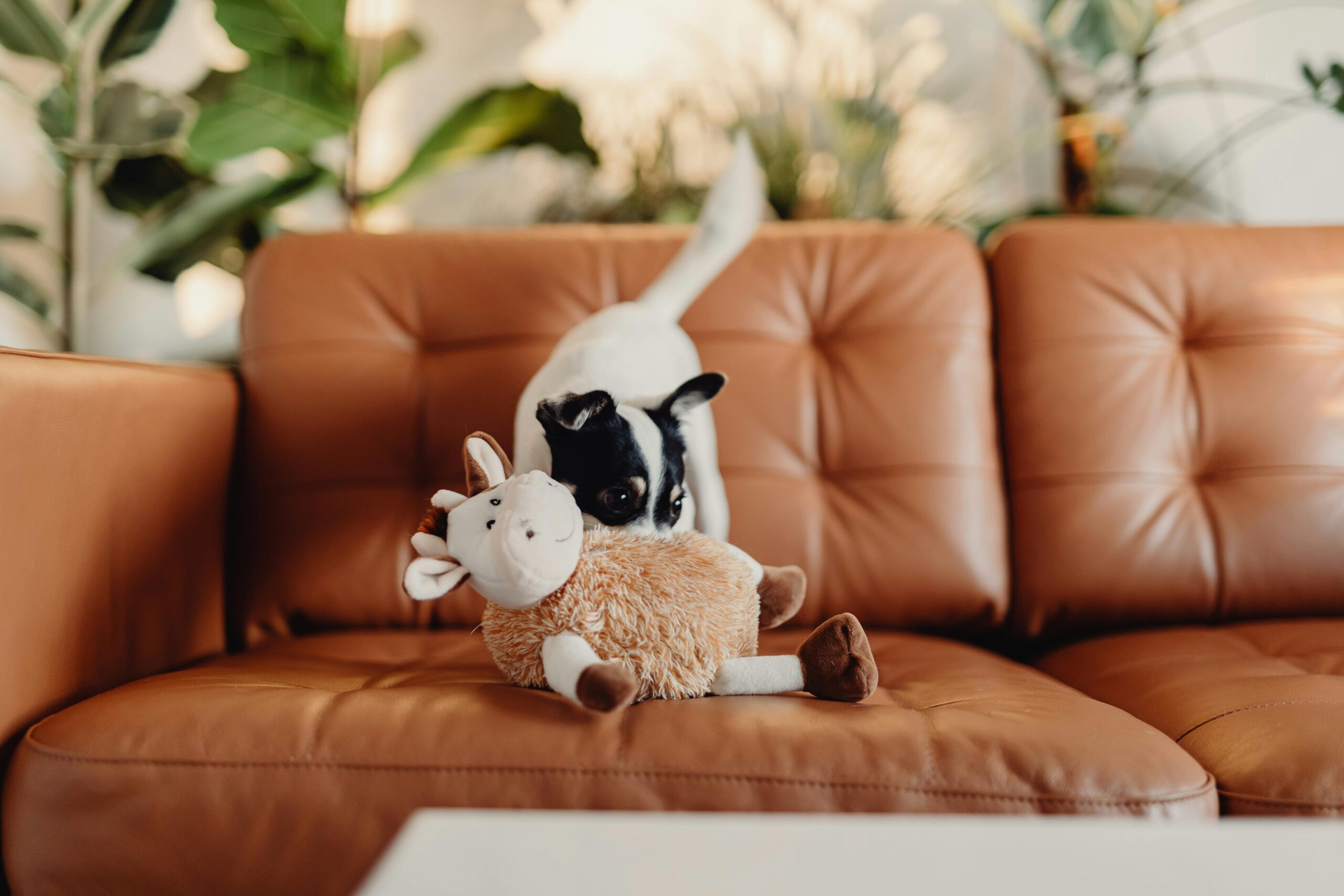 Cute small dog playing with a plush toy on a warm leather sofa in a cozy indoor setting.