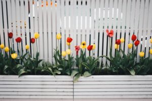 Red and yellow tulips bloom vibrantly against a white picket fence, capturing the essence of spring.
