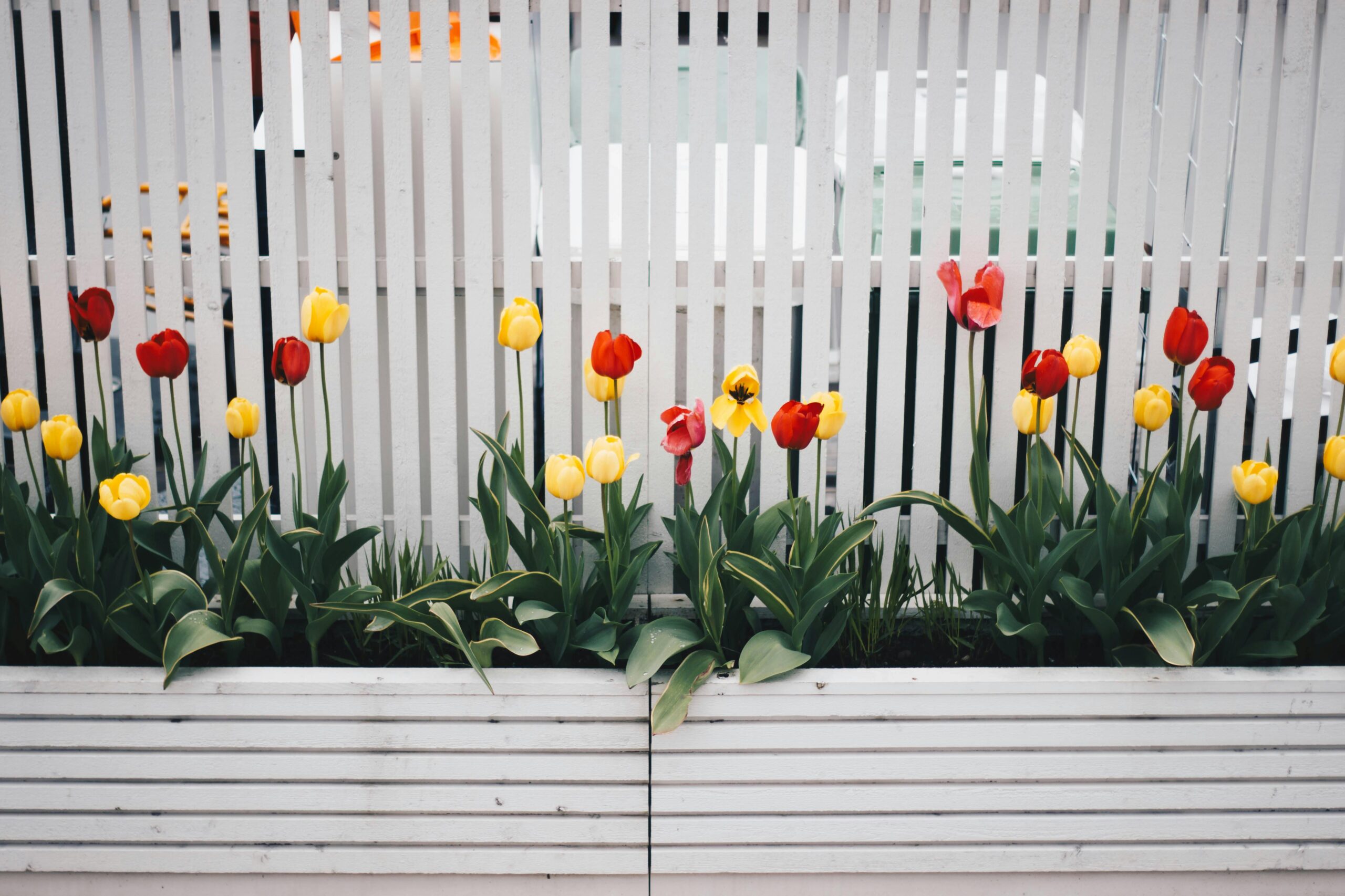 Red and yellow tulips bloom vibrantly against a white picket fence, capturing the essence of spring.