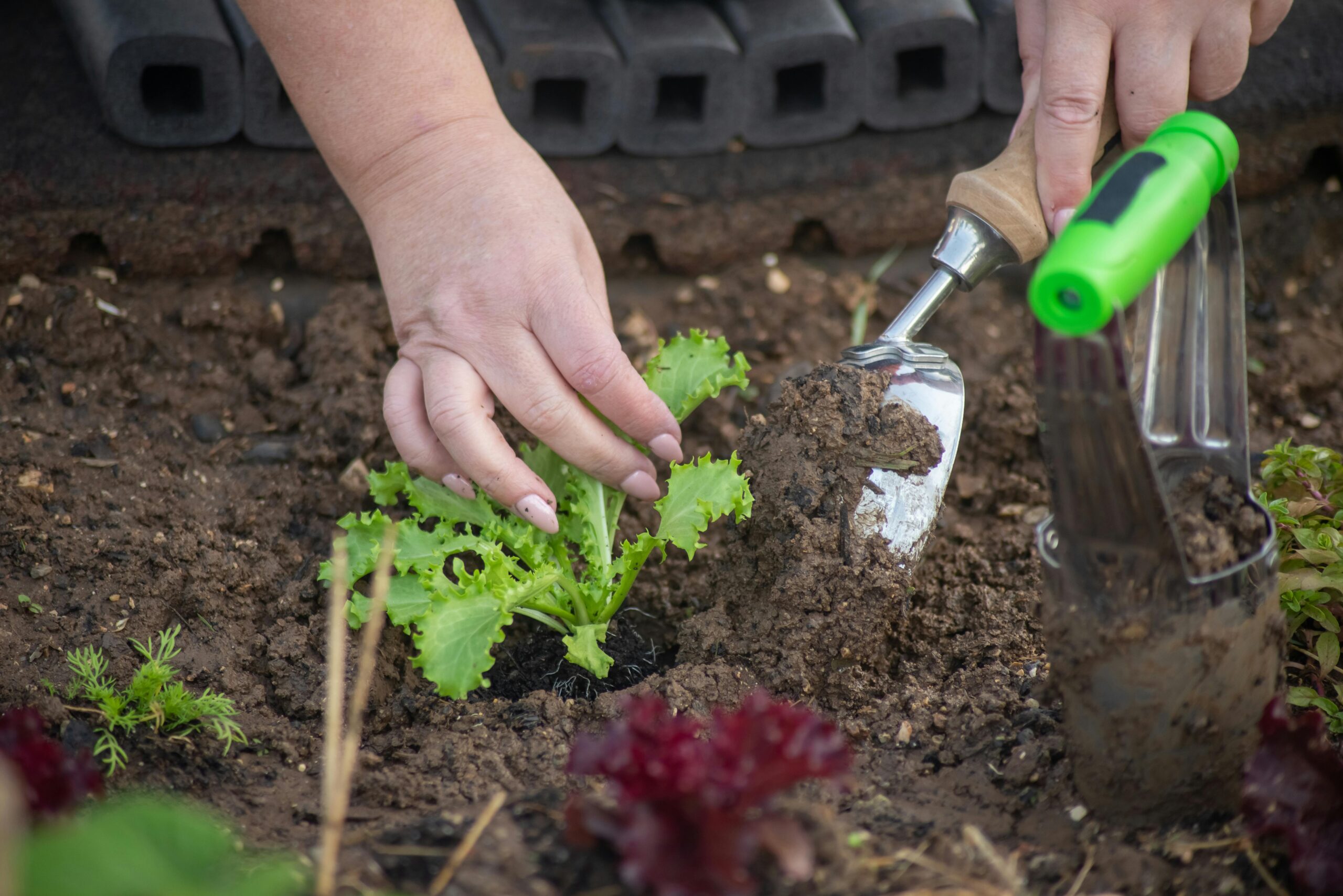 Gardener planting lettuce in soil with a trowel, showcasing hands-on gardening skills.