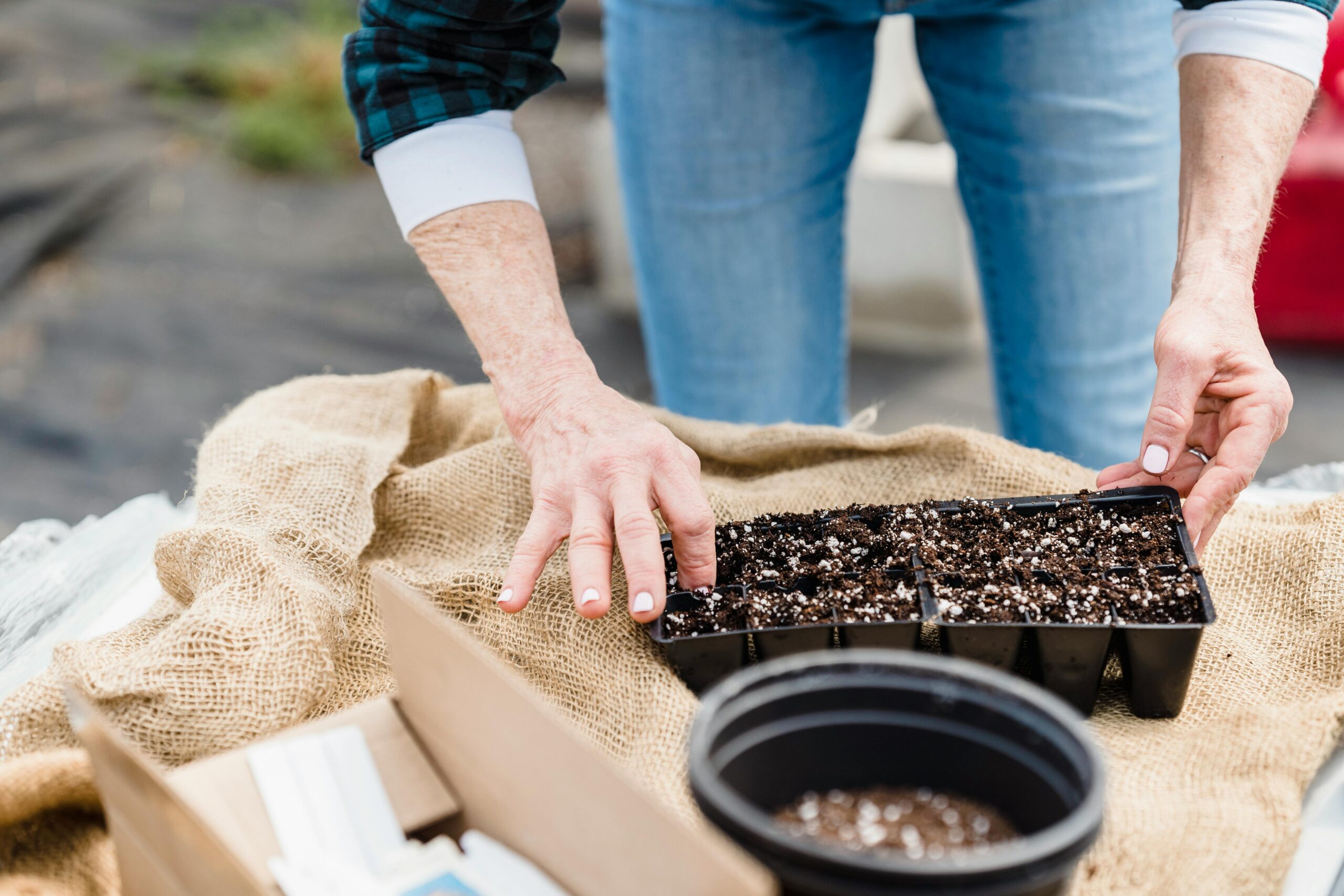 Close-up of a gardener's hands working with a seedling tray filled with soil outdoors.