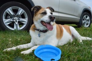 A cheerful dog with a collar relaxes beside a car, enjoying the outdoors.