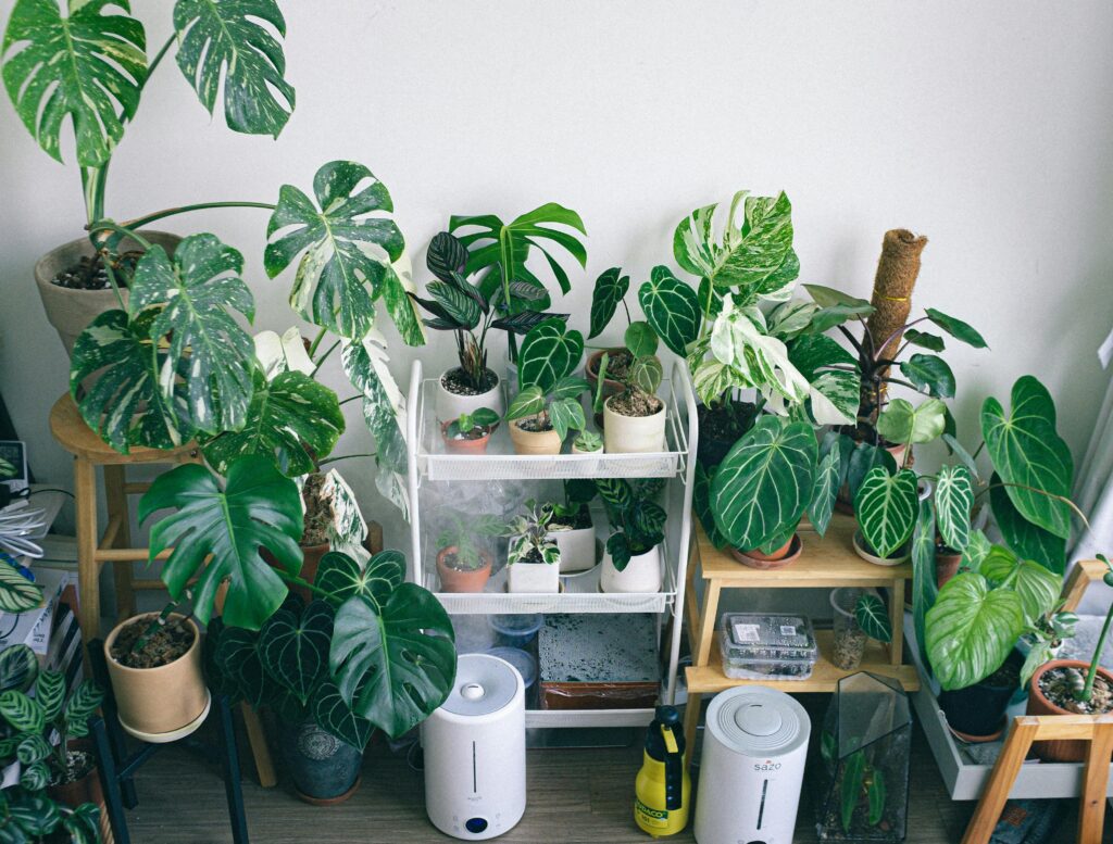 Variety of potted houseplants in an indoor garden setting with humidifiers and natural lighting.