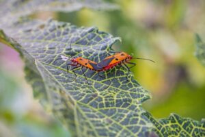 Vivid close-up photograph of two red cotton bugs on a green leaf.
