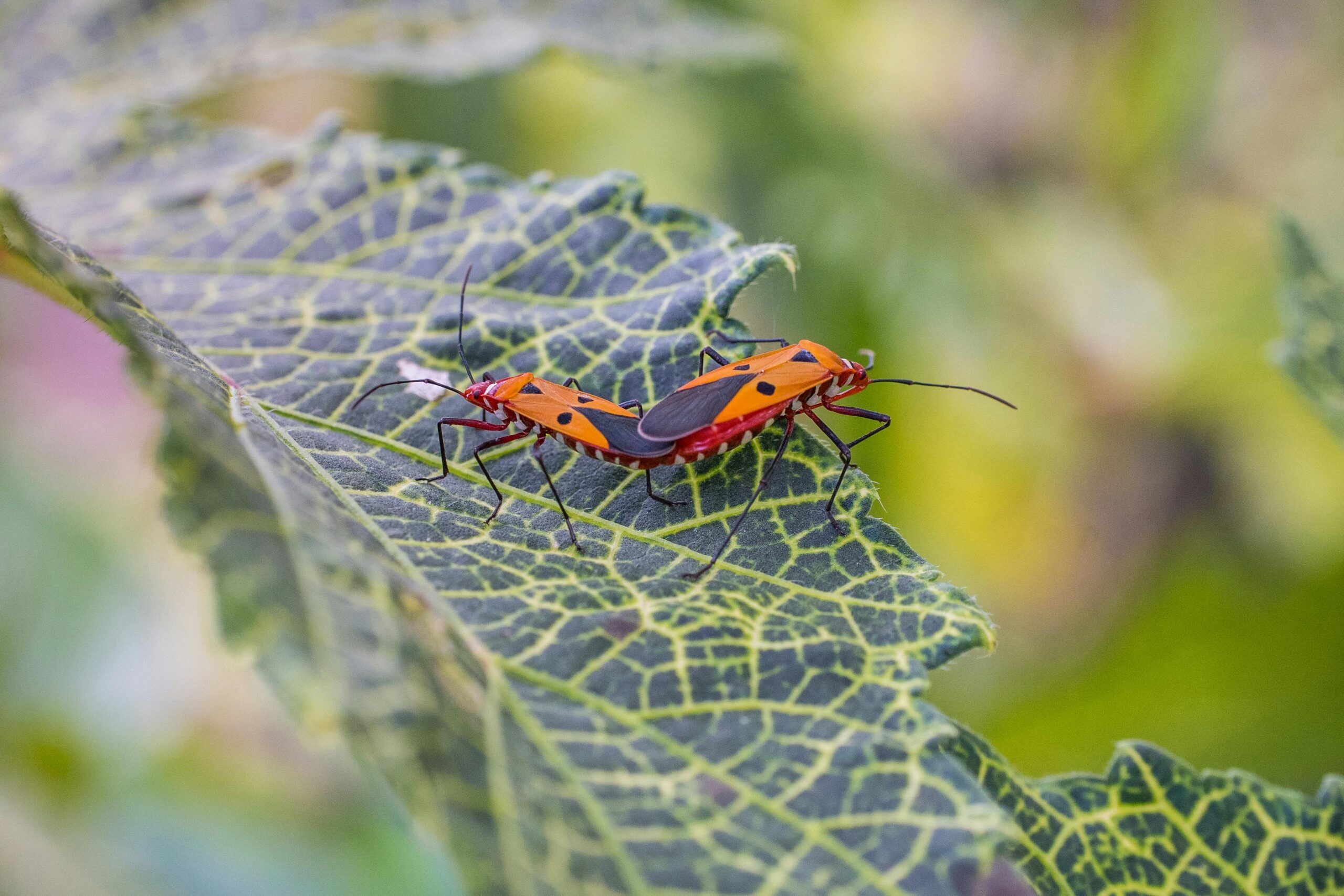 Vivid close-up photograph of two red cotton bugs on a green leaf.