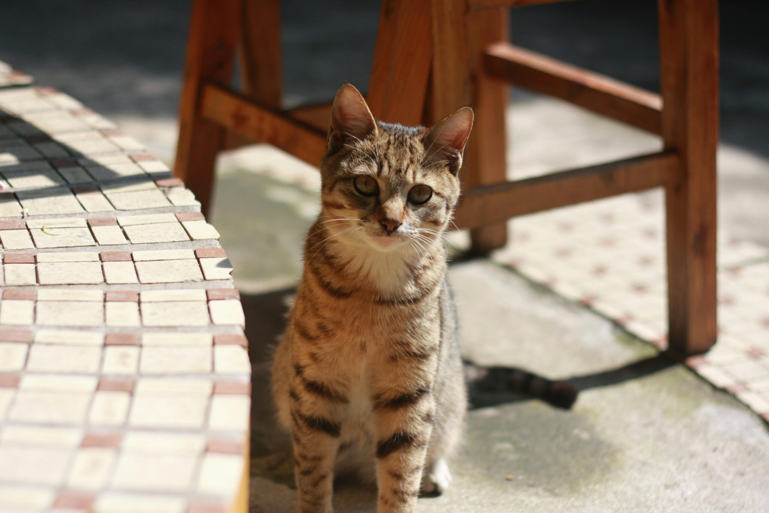 Adorable young tabby cat sitting in sunlight on a patio, showcasing its striped fur.