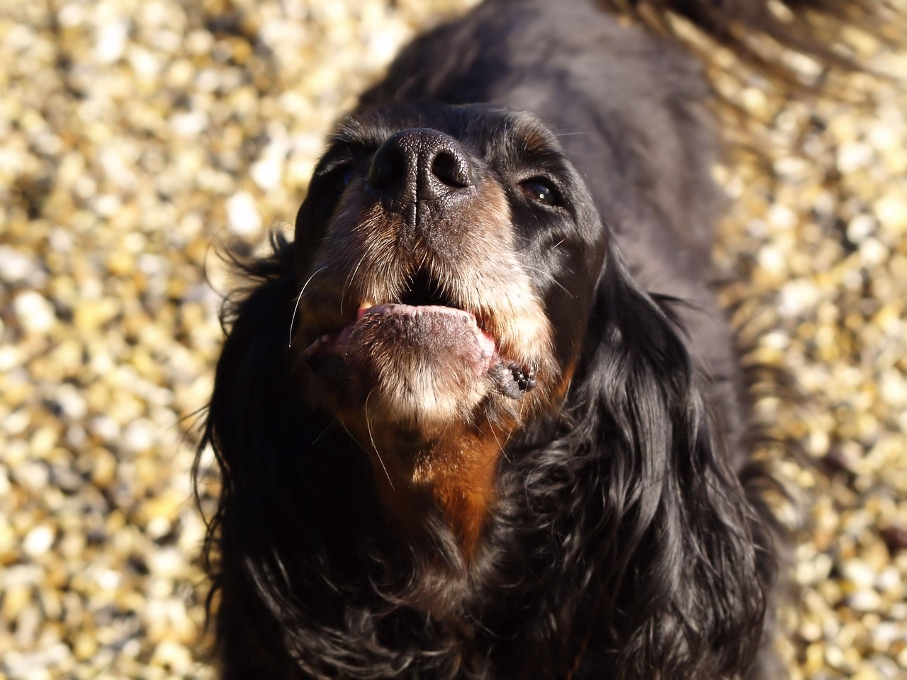 dog, barking, animal, portrait, pet, funny, happy