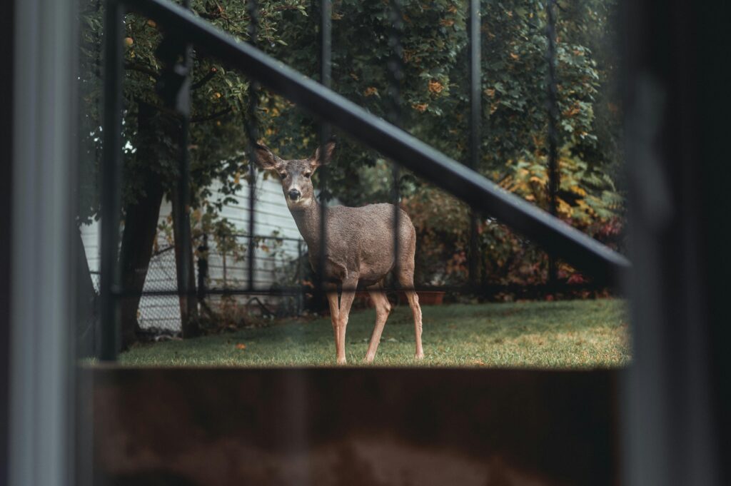 A deer standing in a garden during autumn, surrounded by trees and foliage.