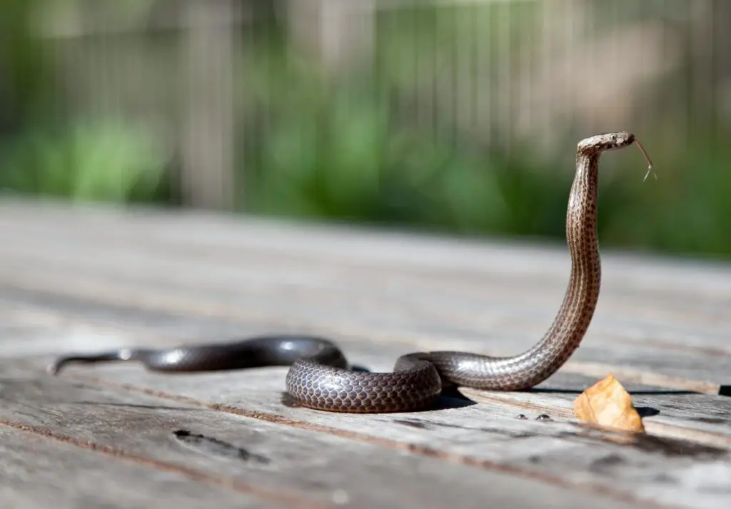 Brown snake with raised body and forked tongue on wooden surface outdoors.