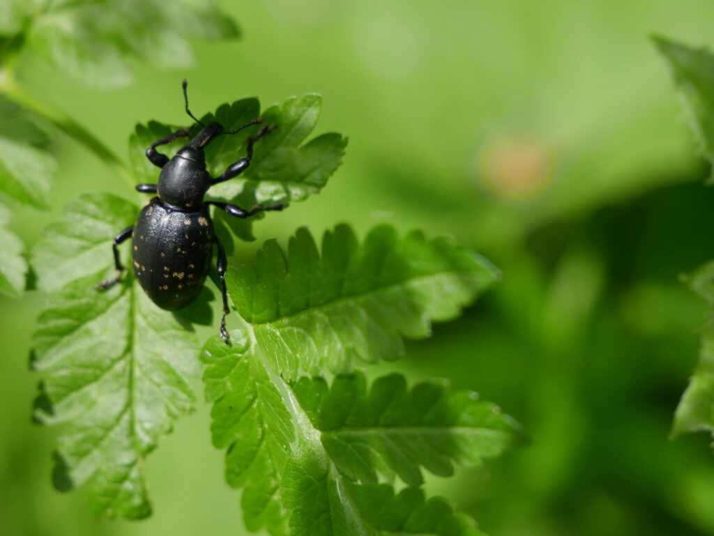 Close-up of a black beetle on vibrant green fern leaves in a sunny summer garden.