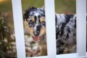 Charming close-up of a young Australian Shepherd puppy looking through a fence.
