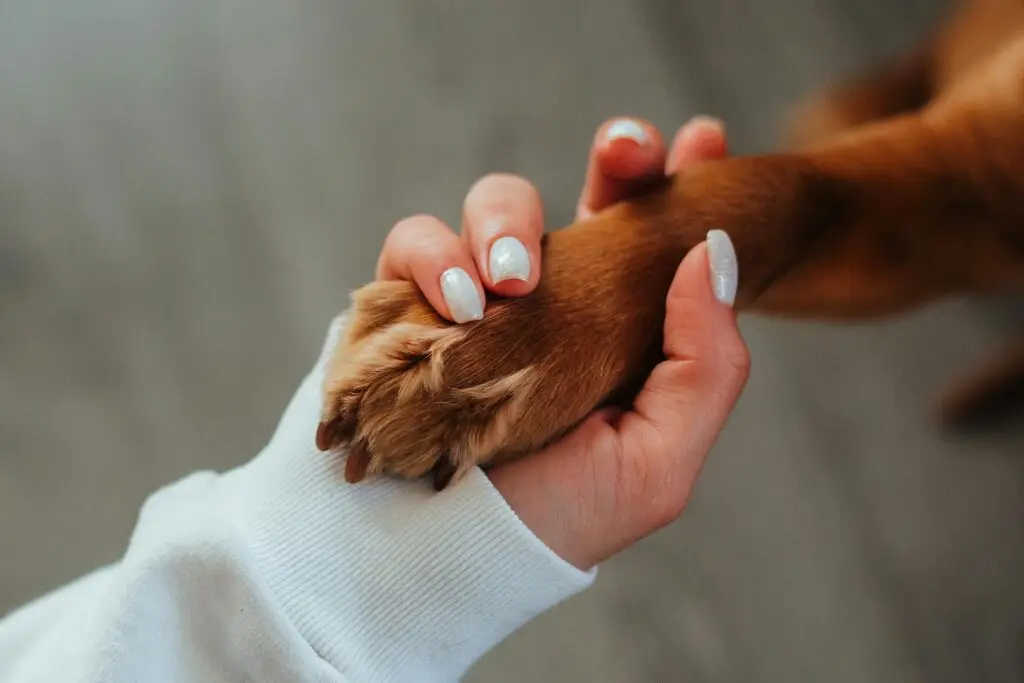 Close-up of a woman's hand holding a dog paw symbolizing trust and companionship.