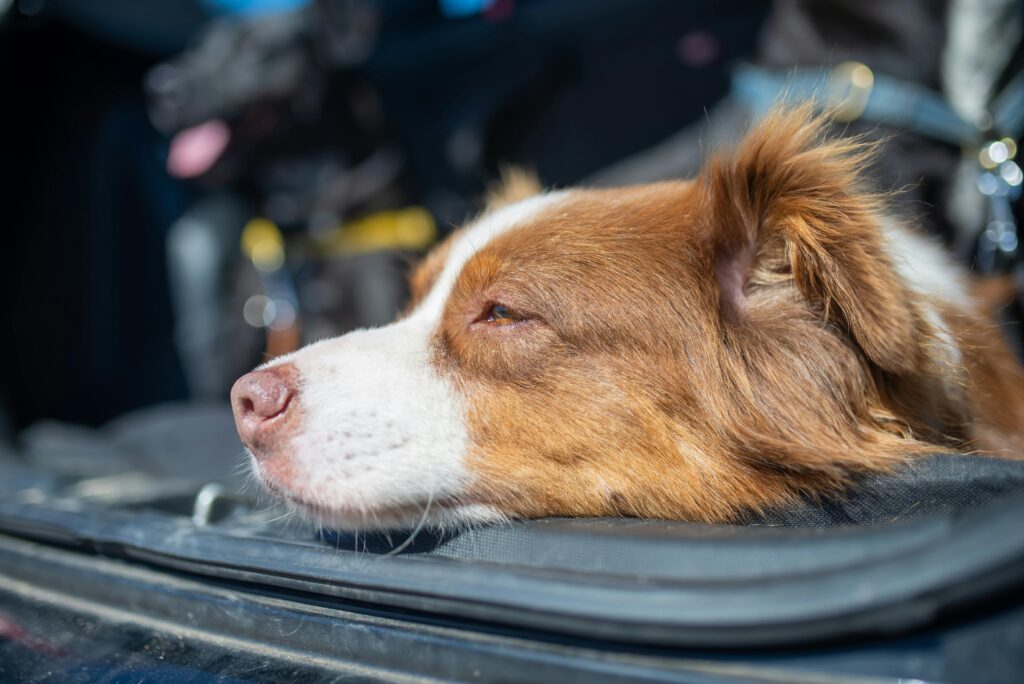 Close-up of a Border Collie peacefully resting with head on car window.